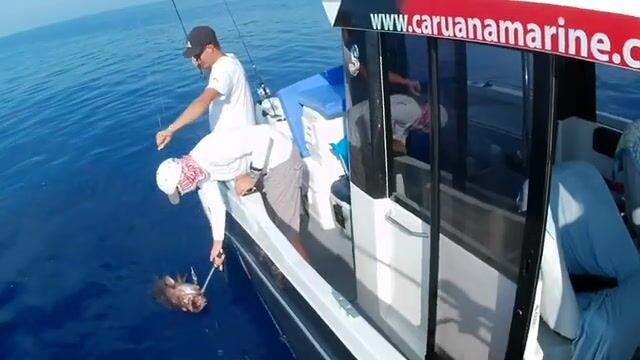 10 и 35 килограммов: два группера-зубана со дна у Мальты