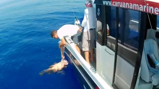 10 и 35 килограммов: два группера-зубана со дна у Мальты