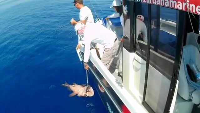 10 и 35 килограммов: два группера-зубана со дна у Мальты