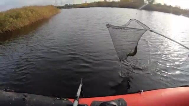Сколько щук утащишь из Лиелупе под Елгавой за один выходной?
