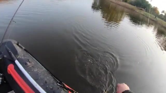 Сколько щук утащишь из Лиелупе под Елгавой за один выходной?
