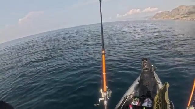 Мыс Меганом отдаёт полтора кило зубаря, а пеламида уходит из-под носа