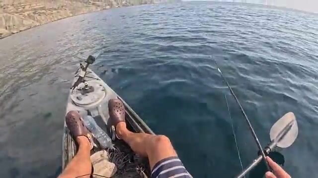 Мыс Меганом отдаёт полтора кило зубаря, а пеламида уходит из-под носа