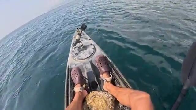 Мыс Меганом отдаёт полтора кило зубаря, а пеламида уходит из-под носа