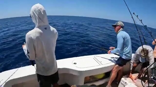 У Неаполя во Флориде акула срывает первую рыбу, а команда всё равно берёт марлина