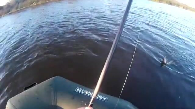 В Николаевке спиннинг чуть не согнуло - к лодке вышла щука за два с половиной кило