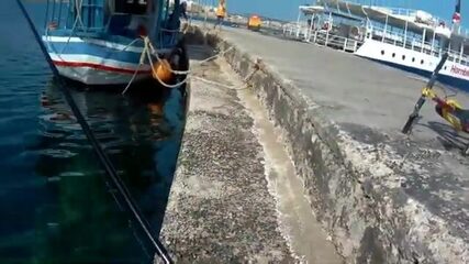 У мальтийских скал сарпа ходит плотной стаей