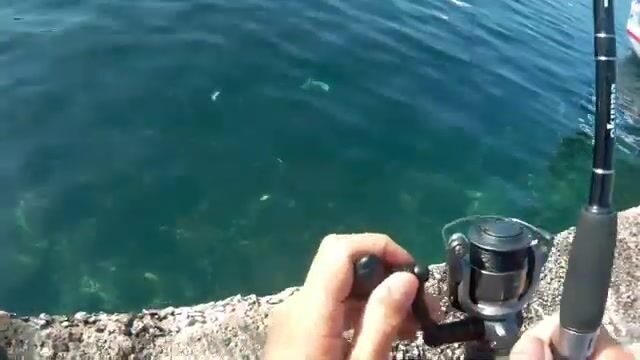 У мальтийских скал сарпа ходит плотной стаей