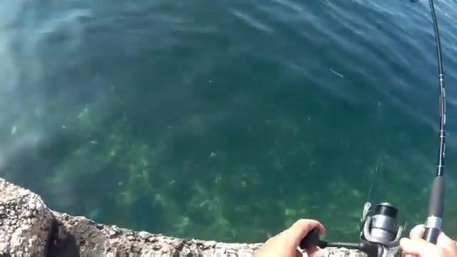 У мальтийских скал сарпа ходит плотной стаей