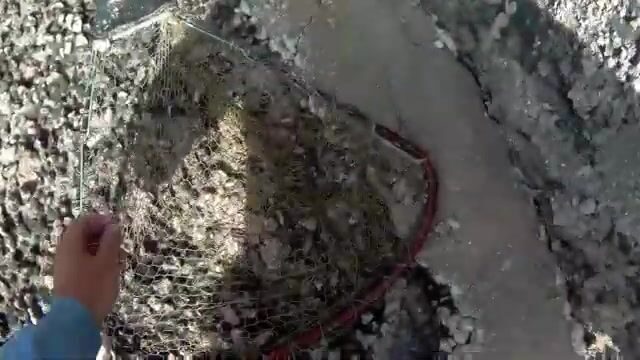 У мальтийских скал сарпа ходит плотной стаей