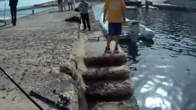 У мальтийских скал сарпа ходит плотной стаей