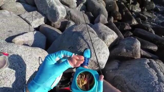 Пятнадцать граммов решают всё: лакедра в бухте Шепалово под Находкой