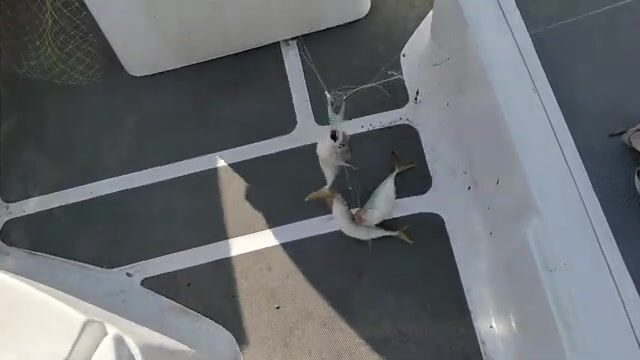 Многовидовая рыбалка в Измире