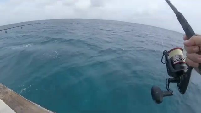 Донная рыбалка на Арубе со спинорогом вместо групера