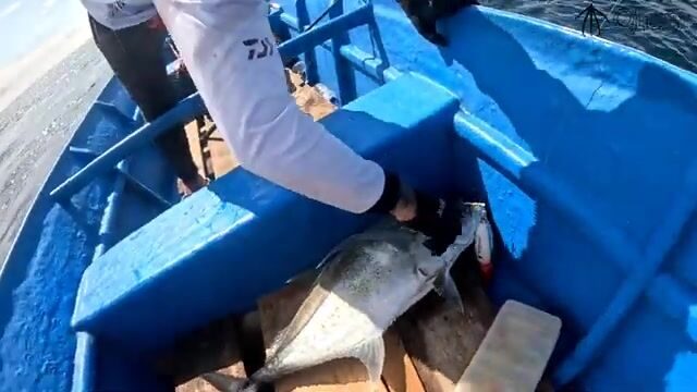 Поппинг на гигантского каранкса в водах Раджа-Ампат