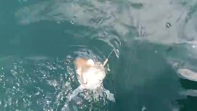 Арафурское море: двойная засечка и крупная красная рыба