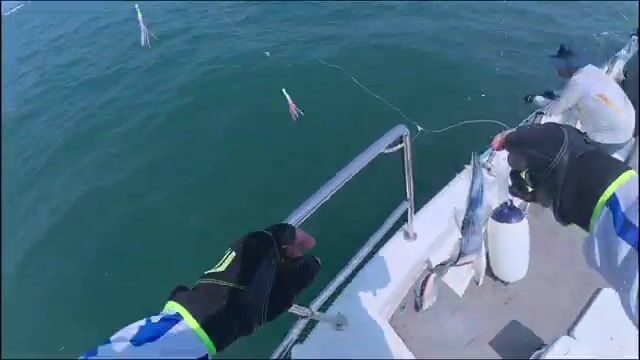 Ловля сабли-рыбы и скумбрии у Циндао, Желтое море
