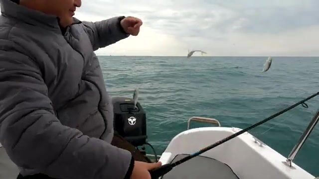 Майская ловля ставриды в море у Самсуна