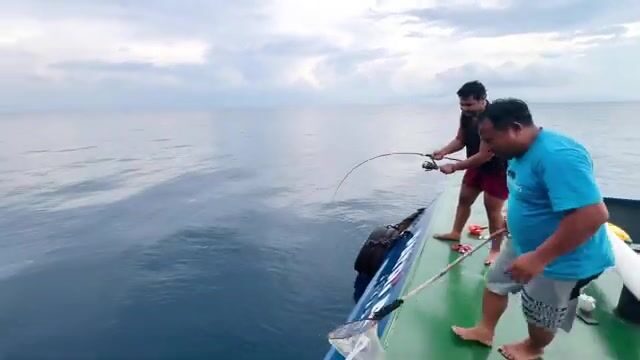 Морской сом у острова Реданг
