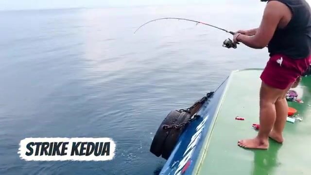 Морской сом у острова Реданг