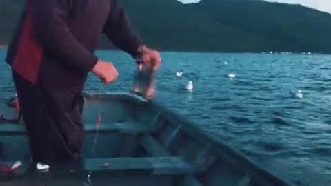Залив Бей-оф-Айлендс на Ньюфаундленде: скумбрия и треска