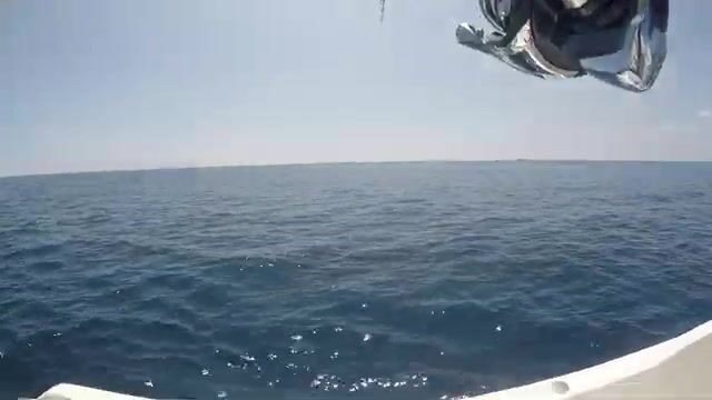 Мальдивская экспедиция: поиск тунца и сход хищника