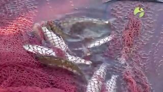 Осенняя рыбалка на Байдарацкой губе Карского моря