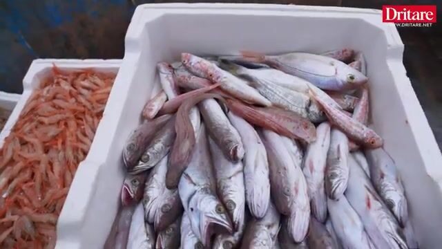 Рыбацкий выход в заливе Влёра с местными рыбаками