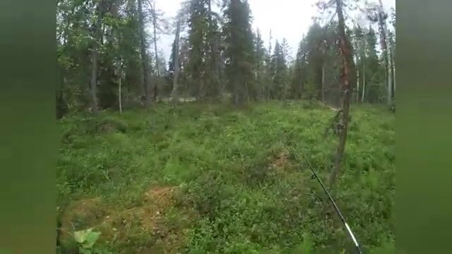 Чупа на Белом море: три форели с лесного озера и возвращение к морю