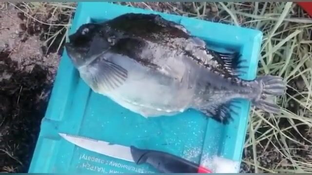 Чупа на Белом море: три форели с лесного озера и возвращение к морю