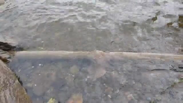 Чупа на Белом море: три форели с лесного озера и возвращение к морю