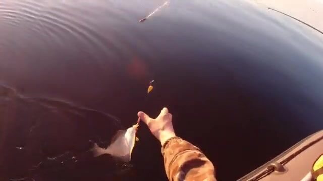 Камбала в Белом море у Северодвинска
