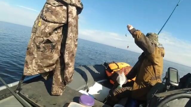 Камбала в Белом море у Северодвинска