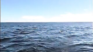 Осенний троллинг в Жабеницах на Онеге