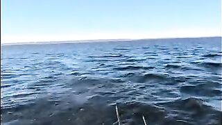 Осенний троллинг в Жабеницах на Онеге