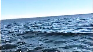 Осенний троллинг в Жабеницах на Онеге