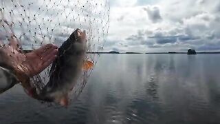 Семейная ловля окуня в Уницкой губе Онежского озера