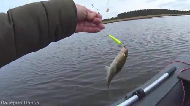 Рыбалка в Яндовой губе Белого моря