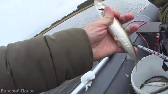 Рыбалка в Яндовой губе Белого моря