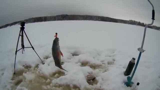 Зимняя рыбалка в Карелии на Березовом затоне