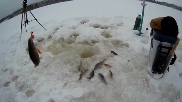 Зимняя рыбалка в Карелии на Березовом затоне