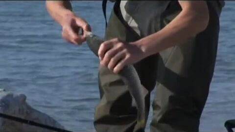 Пеленгас на лиманного червя в Азовском море