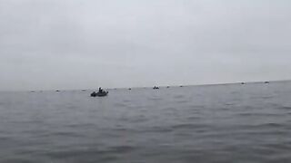 Осенний судак на Финском заливе: два рекорда за вечер