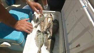 Танута в заливе Аяччо с друзьями детства