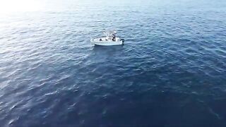 Сериола и денти на живого кальмара у Корсики