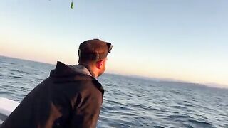 Сериола и денти на живого кальмара у Корсики