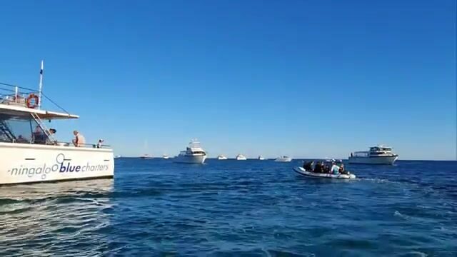 Рыбалка и китовые акулы у рифа Нингалу в Эксмуте