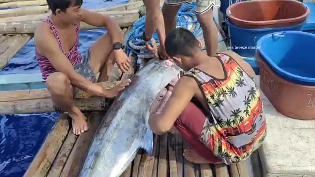 Вываживание голубого марлина в море Сулу