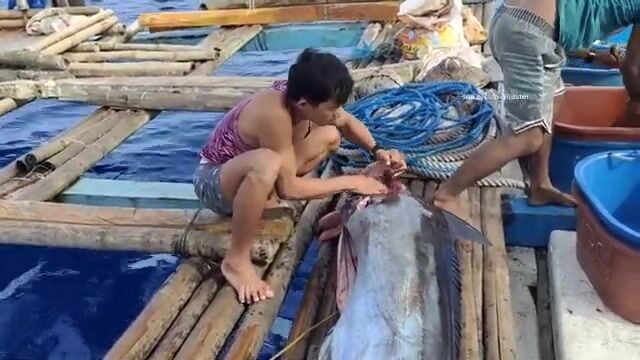Вываживание голубого марлина в море Сулу