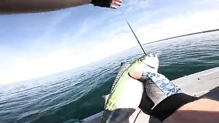 Пеламида на пилькер в Черном море у Кобулети